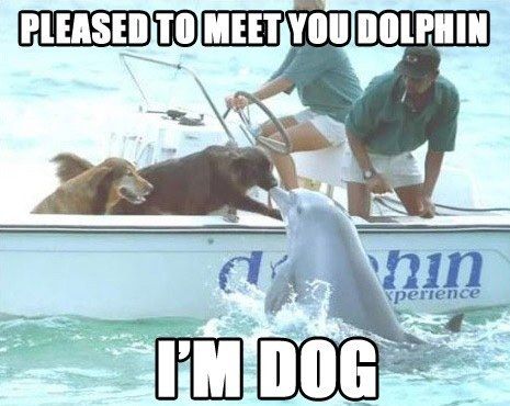 PLEASED TO MEET YOU DOLPHIN
 I'M DOG