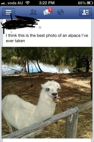 I think this is the best photo of an alpaca I've ever taken
