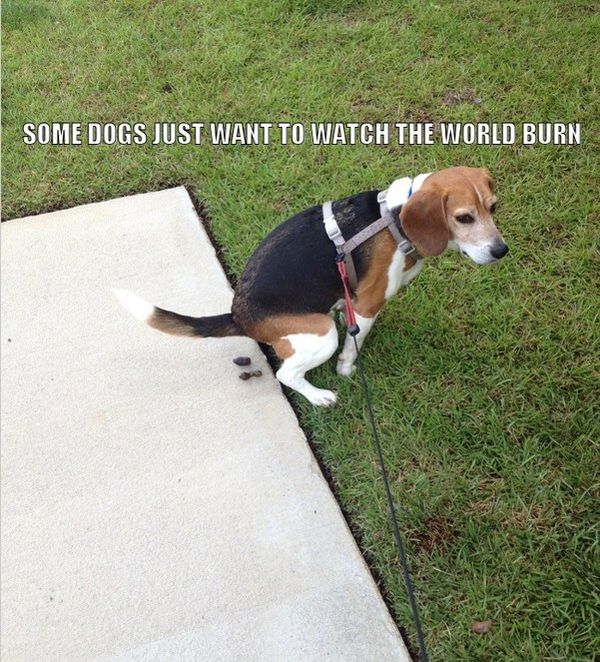 SOME DOGS JUST WANT TO WATCH THE WORLD BURN