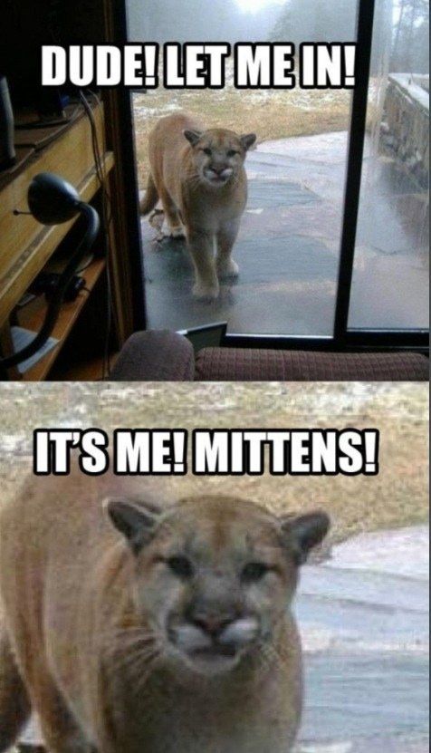 DUDE! LET ME IN!
 IT'S ME! MITTENS!