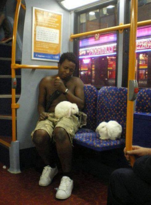 bunnies on a bus