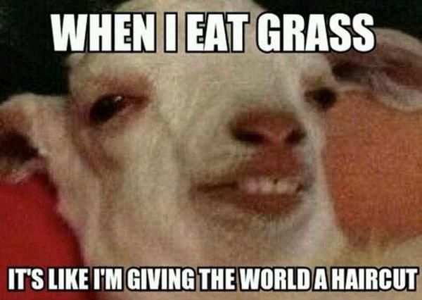 WHEN I EAT GRASS
 IT'S LIKE I'M GIVING THE WORLD A HAIRCUT
