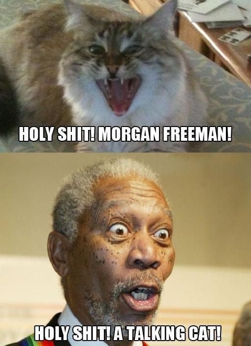 HOLY SHIT! MORGAN FREEMAN!
 HOLY SHIT! A TALKING CAT!