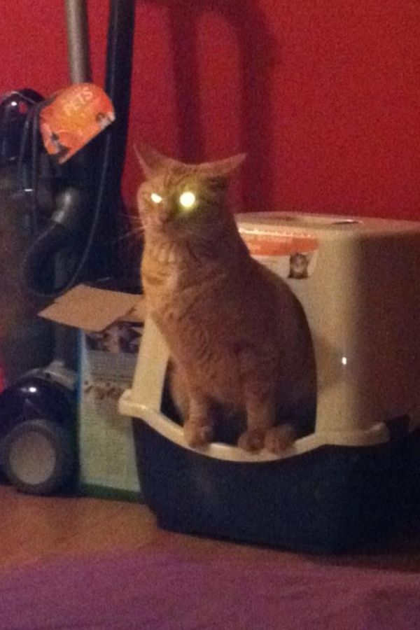 laser eyes cat