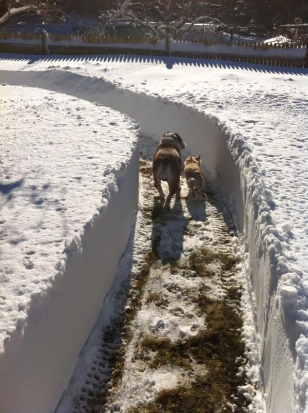 dog walking blizzard edition