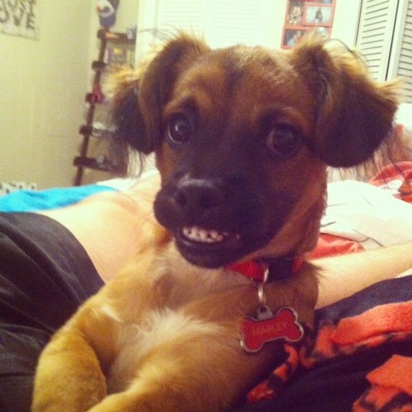 ridiculously photogenic puppy