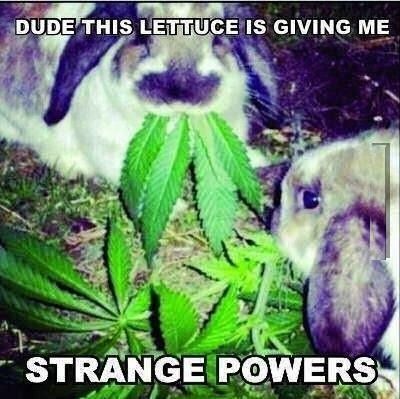 DUDE THIS LETTUCE IS GIVING ME STRANGE POWERS