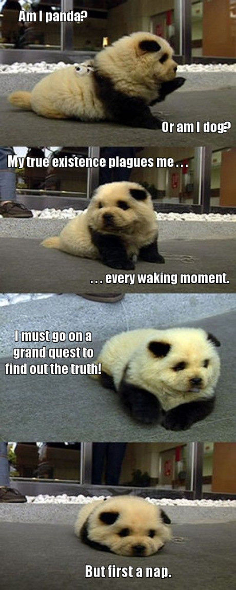 Am I panda? Or am I dog? My true existence plagues me... ...every waking moment. I must go on a grand quest to find out the truth! But first a nap.