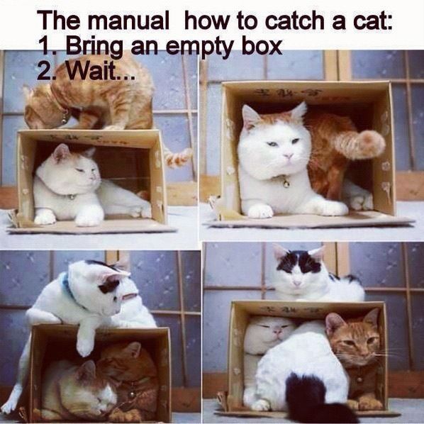 The manual how to catch a cat:
 1. Bring at empty box
 2. Wait...