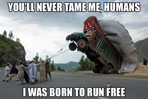 YOU'LL NEVER TAME ME, HUMANS I WAS BORN TO RUN FREE