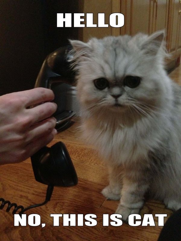HELLO
 NO, THIS IS CAT