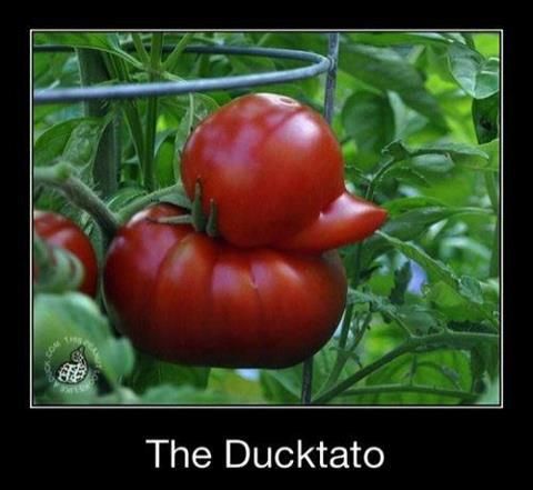 The Ducktato