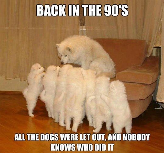 BACK IN THE 90'S
 ALL THE DOGS WERE LET OUT, AND NOBODY KNOWS WHO DID IT