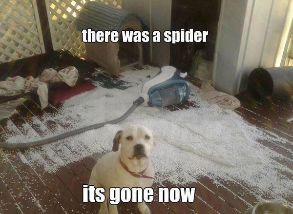 there was a spider its gone now