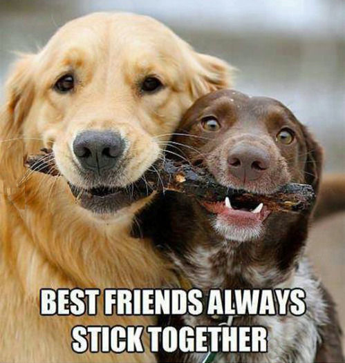 BEST FRIENDS ALWAYS STICK TOGETHER