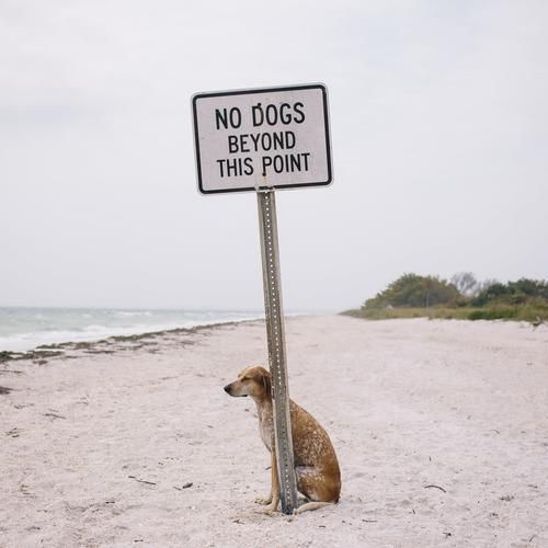 NO DOGS BEYOND THIS POINT