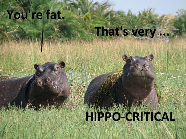 You're fat.
 That's very ...
 HIPPO-CRITICAL