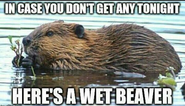 IN CASE YOU DON'T GET ANY TONIGHT
 HERE'S A WET BEAVER