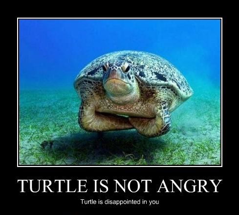 TURTLE IS NOT ANGRY Turtle is disappointed in you
