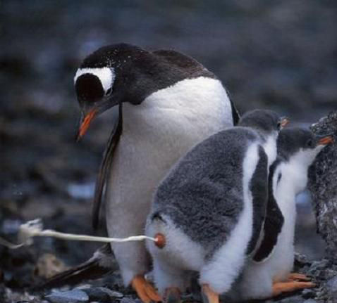 _penguin_poo
