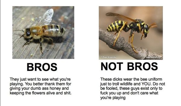 BROS
 They just want to see what you're playing. You better thank them for giving your dumb ass honey and keeping the flowers alive and shit.
 NOT BROS
 These dicks wear the bee uniform just to troll wildlife and YOU.