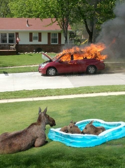 moosefire picture unrelated
