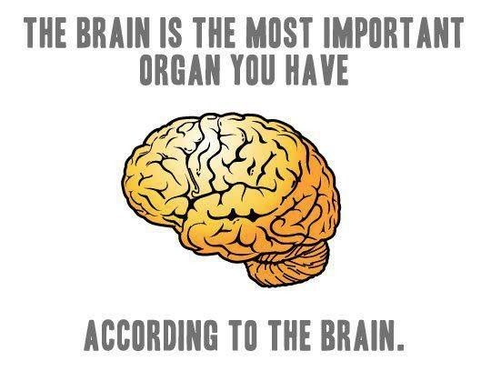 THE BRAIN IS THE MOST IMPORTANT ORGAN YOU HAVE
 ACCORDING TO THE BRAIN.