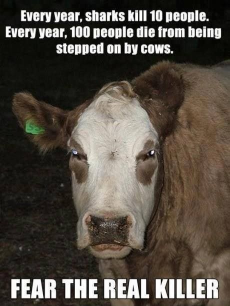 Every year, sharks kill 10 people. Every year, 100 people die from being stepped on by cows. FEAR THE REAL KILLER