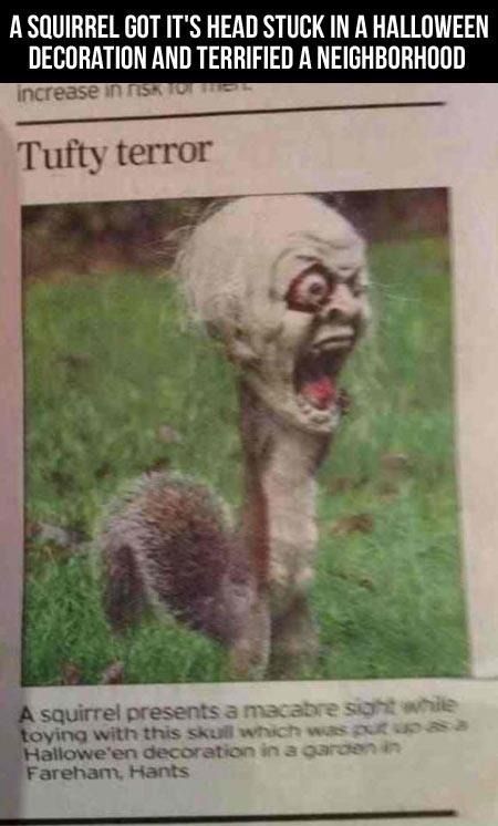 A SQUIRREL GOT ITS HEAD STUCK IN A HALLOWEEN DECORATION AND TERRIFIED A NEIGHBORHOOD