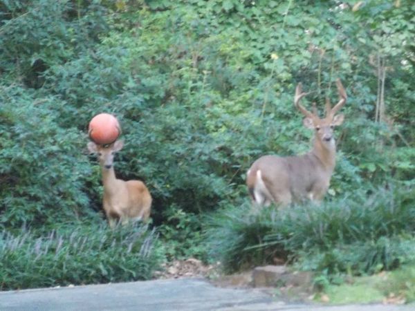 what ball deer