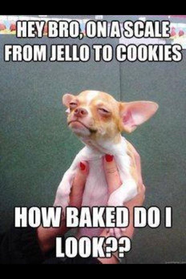 HEY BRO, ON A SCALE FROM JELLO TO COOKIES
 HOW BAKED DO I LOOK??