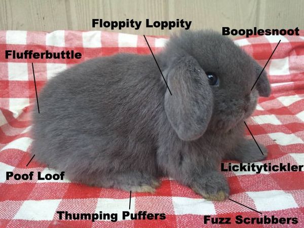 Floppity Loppity
 Booplesnoot
 Lickitytickler
 Fuzz Scrubbers
 Thumping Puffers
 Poof Loof
 Flufferbuttle