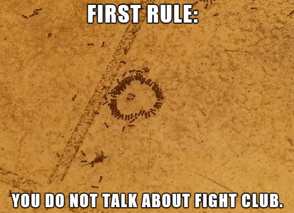 FIRST RULE:
 YOU DO NOT TALK ABOUT FIGHT CLUB.