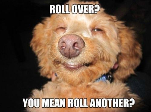 ROLL OVER?
 YOU MEAN ROLL ANOTHER?