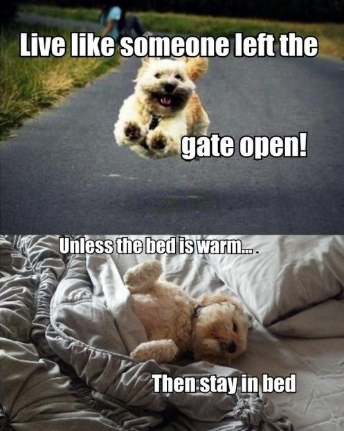 Live like someone left the gate open!
 Unless the bed is warm...
 Then stay in bed