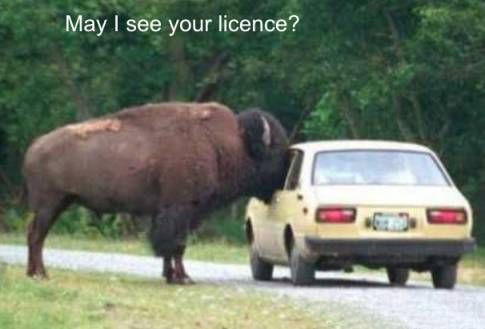 May I see your licence?