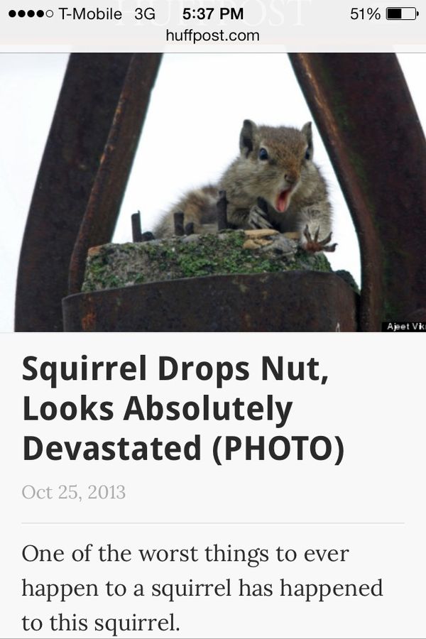 Squirrel Drops Nut, Looks Absolutely Devastated
 One of the worst things to ever happen to a squirrel has happened to this squirrel.