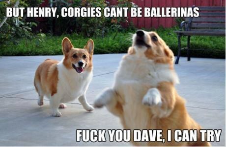 BUT HENRY, CORGIES CANT BE BALLERINAS
 F✡✞K YOU DAVE, I CAN TRY