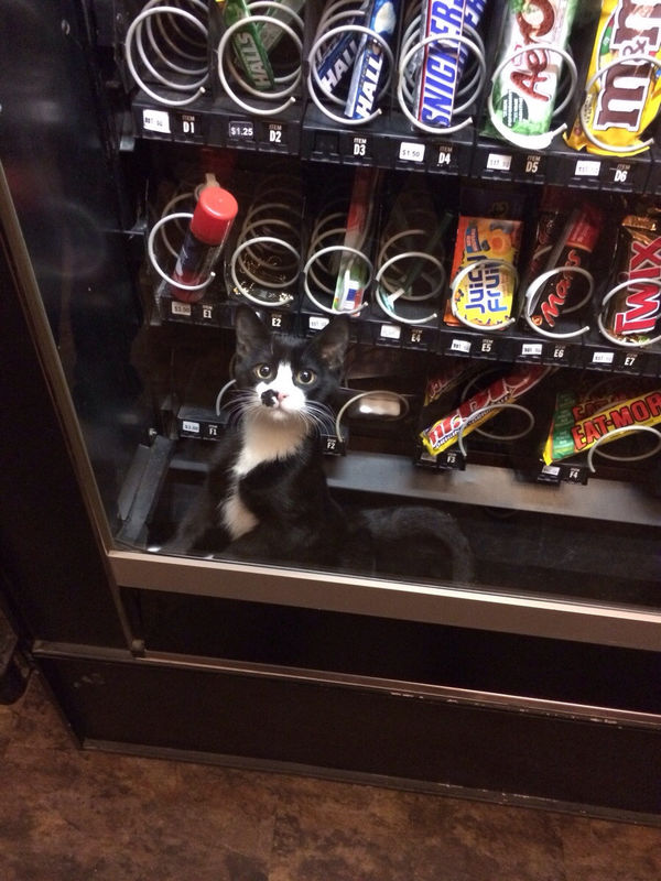 i accidentally into vending machine