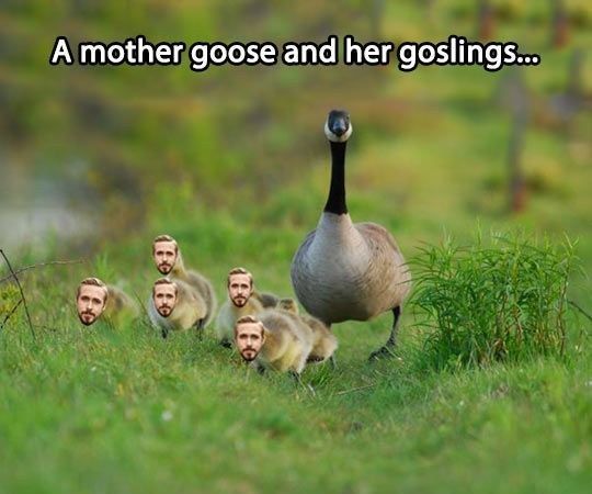 A mother goose and her goslings...