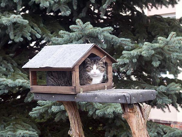 cat in a birdfeeder