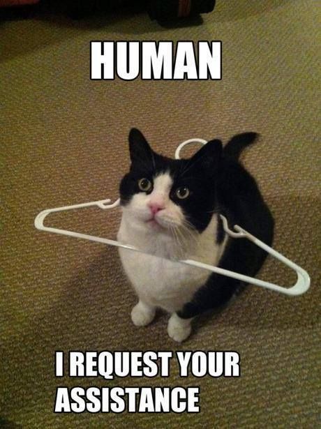 HUMAN
 I REQUEST YOUR ASSISTANCE