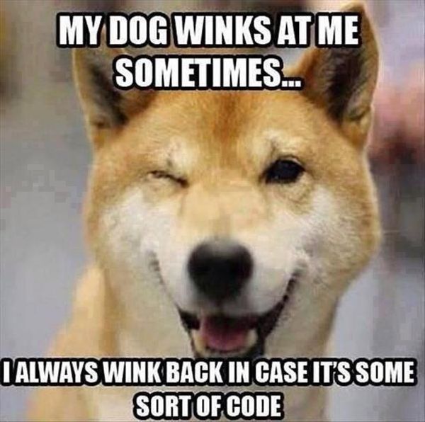 MY DOG WINKS AT ME SOMETIMES...
 I ALWAYS WINK BACK IN CASE IT'S SOME SORT OF CODE