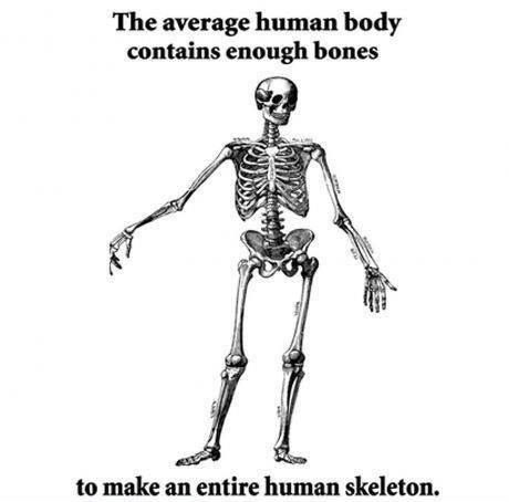 The average human body contains enough bones to make an entire human skeleton.