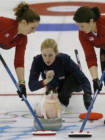 curling cat