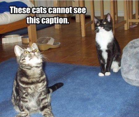 These cats cannot see this caption.