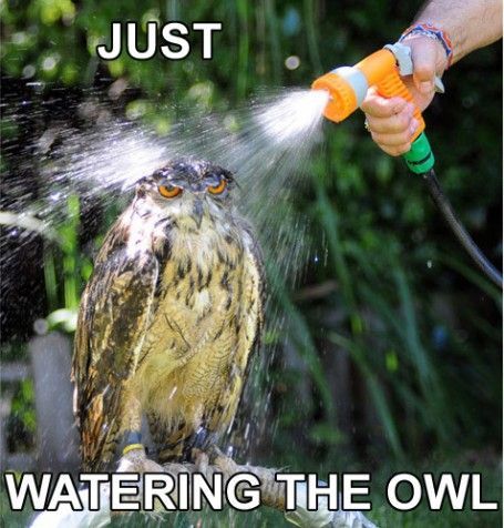 JUST WATERING THE OWL