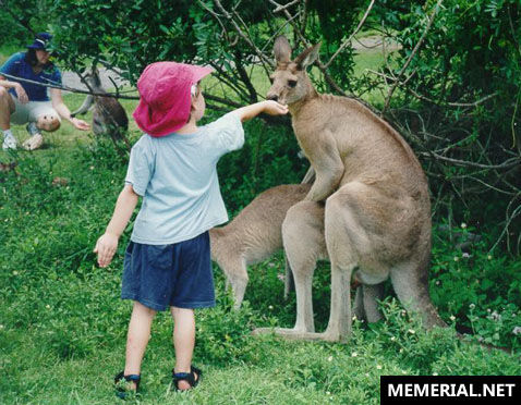 _kangaroo_feeding