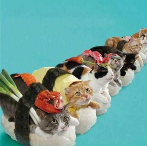 sushi cats