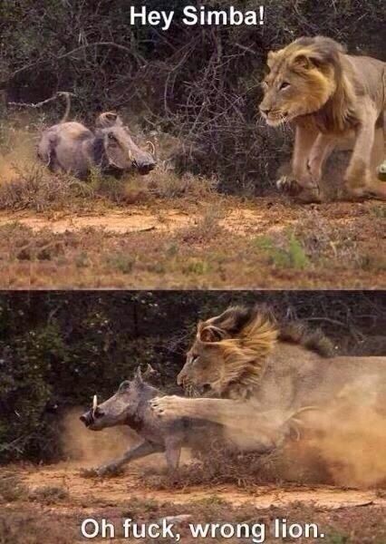 Hey Simba!
 Of f✡✞k, wrong lion